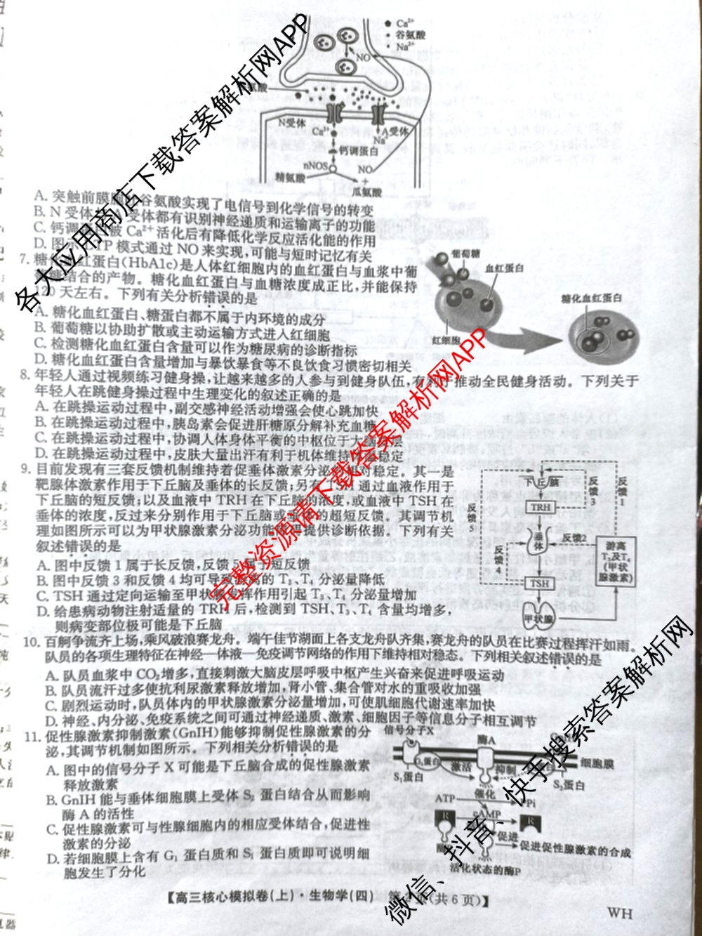 九师联盟2024~2025学年高三核心模拟卷(上)(四)4（18科全）生物试题