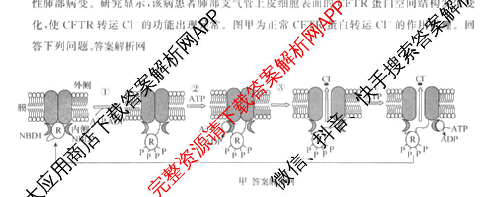 天舟高考衡中同卷2026年普通高等学校招生全国统一考试模拟信息卷(二)2各科答案及试卷（34科全）理综试题