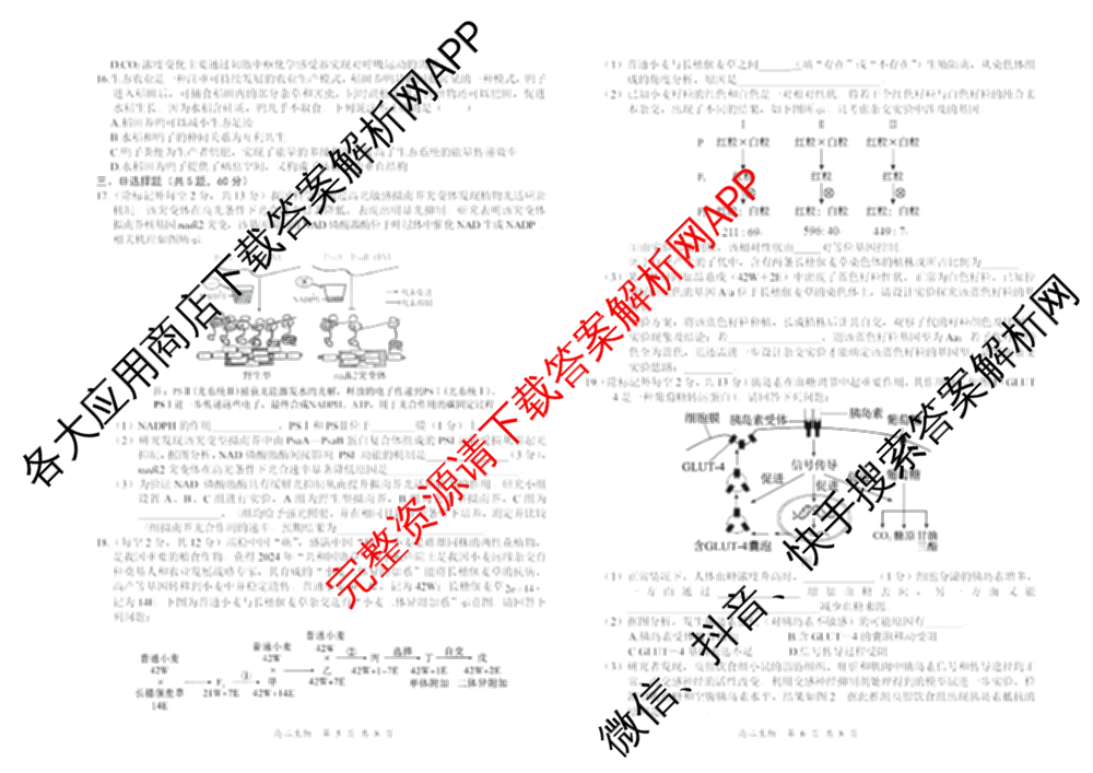 湖南省2024-2025学年高二试卷5月联考(5.28)（含化学、语文、历史等9份）生物试题