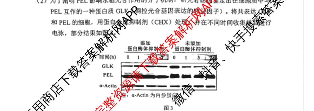 石景山区2026年高三统一练(3月)试卷及答案汇总: 含地理 生物 英语试卷解析生物试题