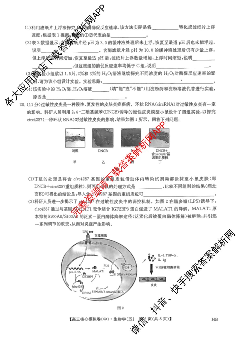 九师联盟2024~2025学年高三核心模拟卷(中)(五)5各科答案及试卷（含地理(HB) 物理(D1) 生物(D1)等）生物试题