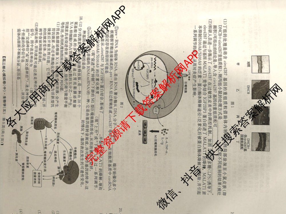 九师联盟2024~2025学年高三核心模拟卷(中)(五)5各科答案及试卷（含地理(HB) 物理(D1) 生物(D1)等）生物试题