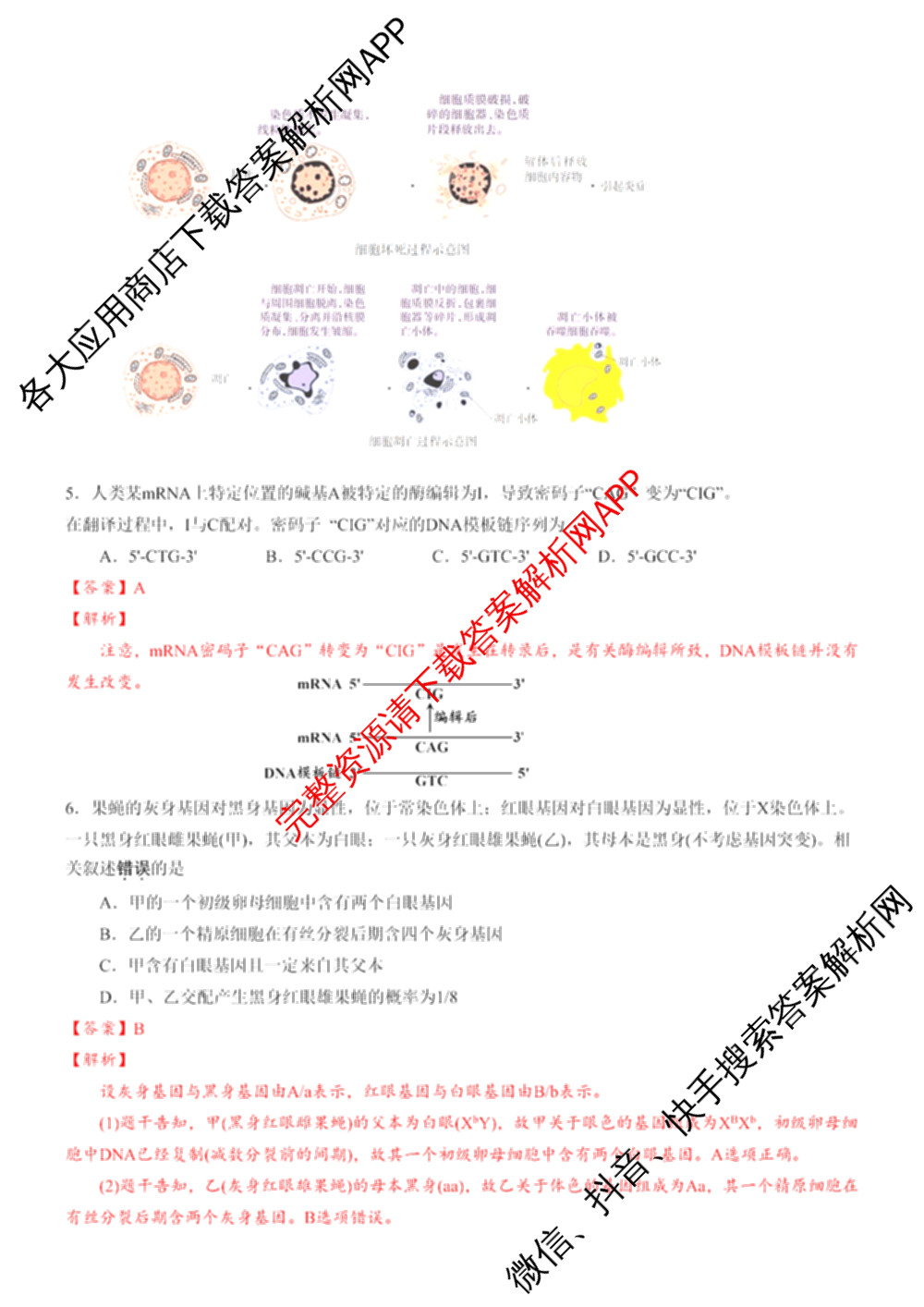 安徽省合肥一中2025-2026年高三1月月考（含政治、数学、历史等）生物答案