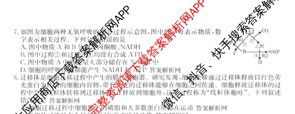 2026年高考单科综合模拟信息卷(二)2各科答案及试卷: 含英语、政治(C)、物理(A)试卷解析生物试题