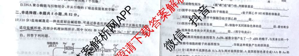 百师联盟2026届高三年级12月阶段检测（含历史 地理 生物等9份）生物试题