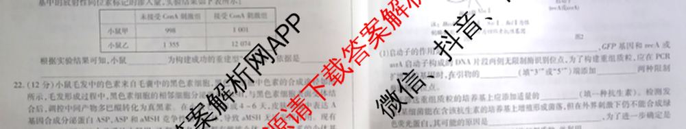 天一大联考2024-2025学年高中毕业班阶段性测试(一)试卷及答案汇总（含历史、物理、生物等）生物试题