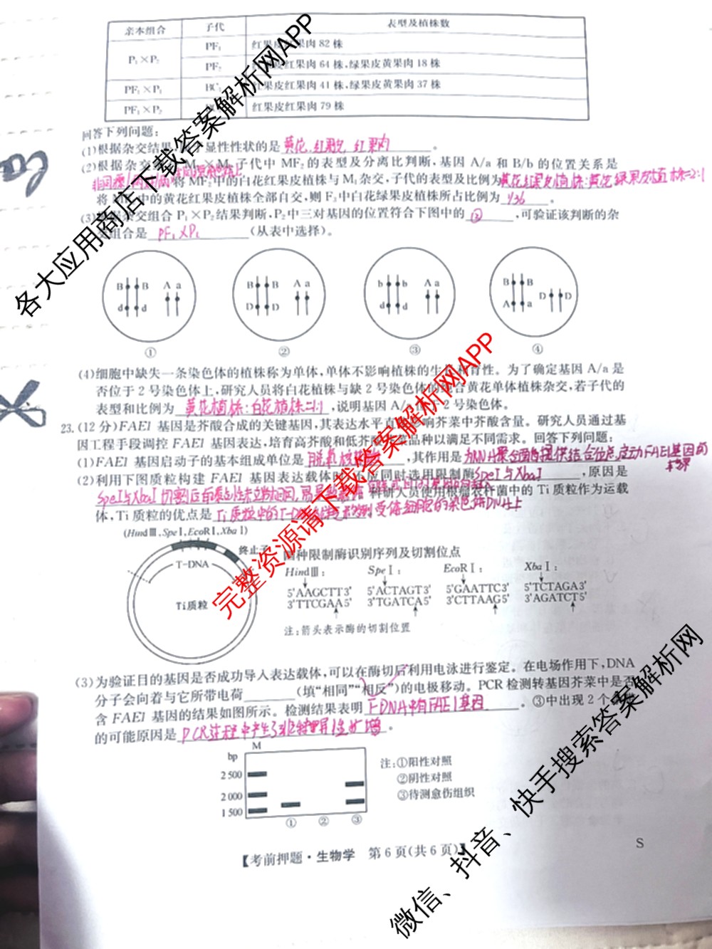 九师联盟2025届高三5月考前冲刺(一)（含地理(N)、政治、英语(无字母)等45份）生物试题