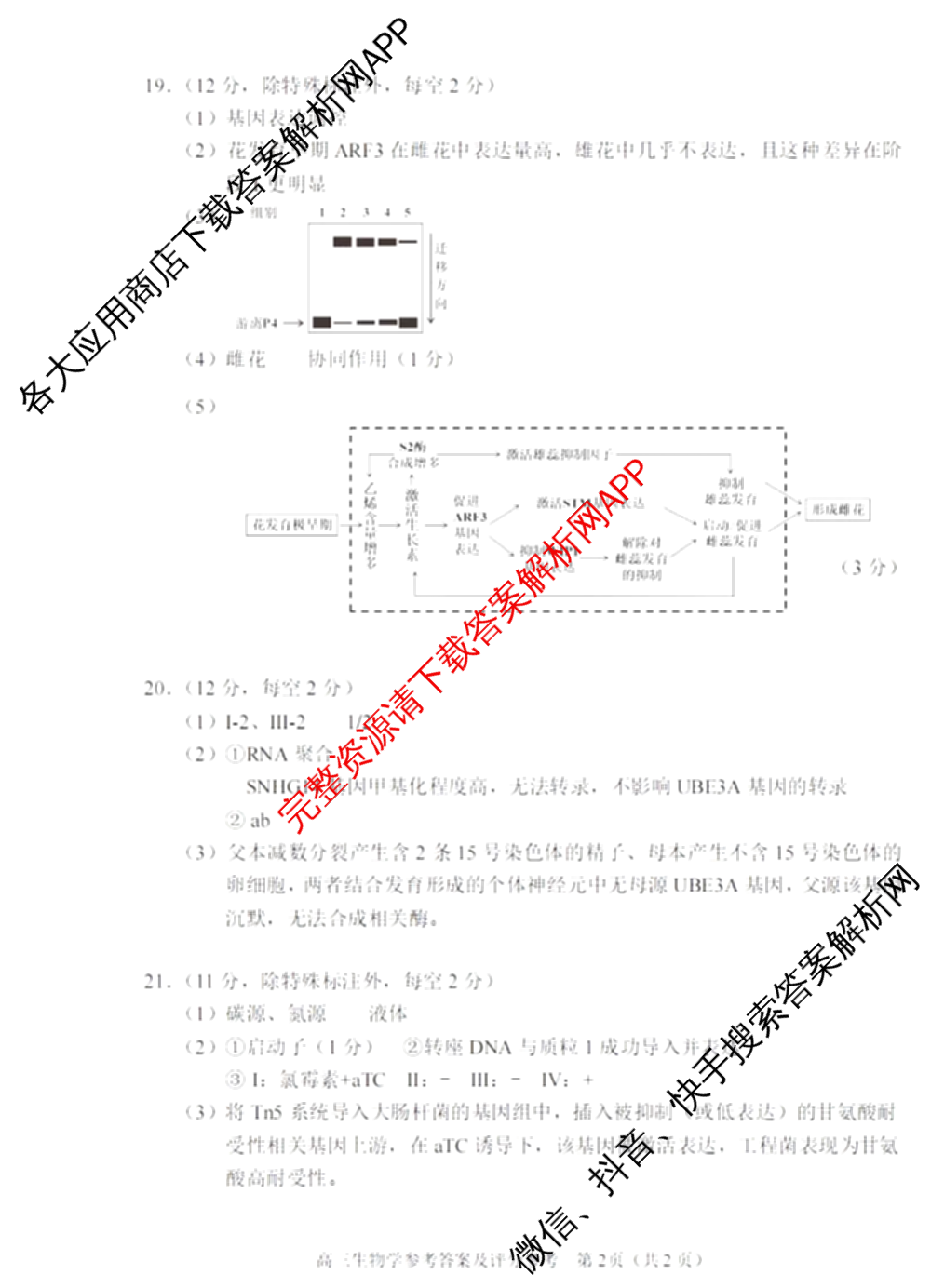 石景山区2026年高三统一练(3月)试卷及答案汇总: 含地理 生物 英语试卷解析生物答案