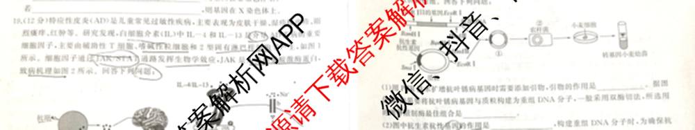 百师联盟2025届高三信息押题卷(四)4试卷及答案汇总（51科全）生物试题