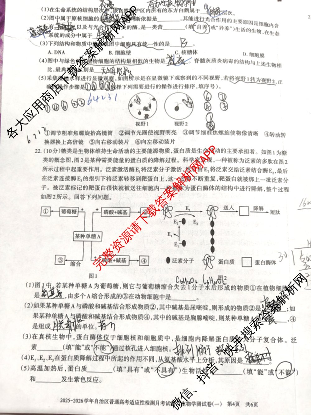 新疆2025-2026学年自治区普通高考适应性检测月考试卷(一)试卷及答案汇总（含生物 化学 历史等9份）生物试题