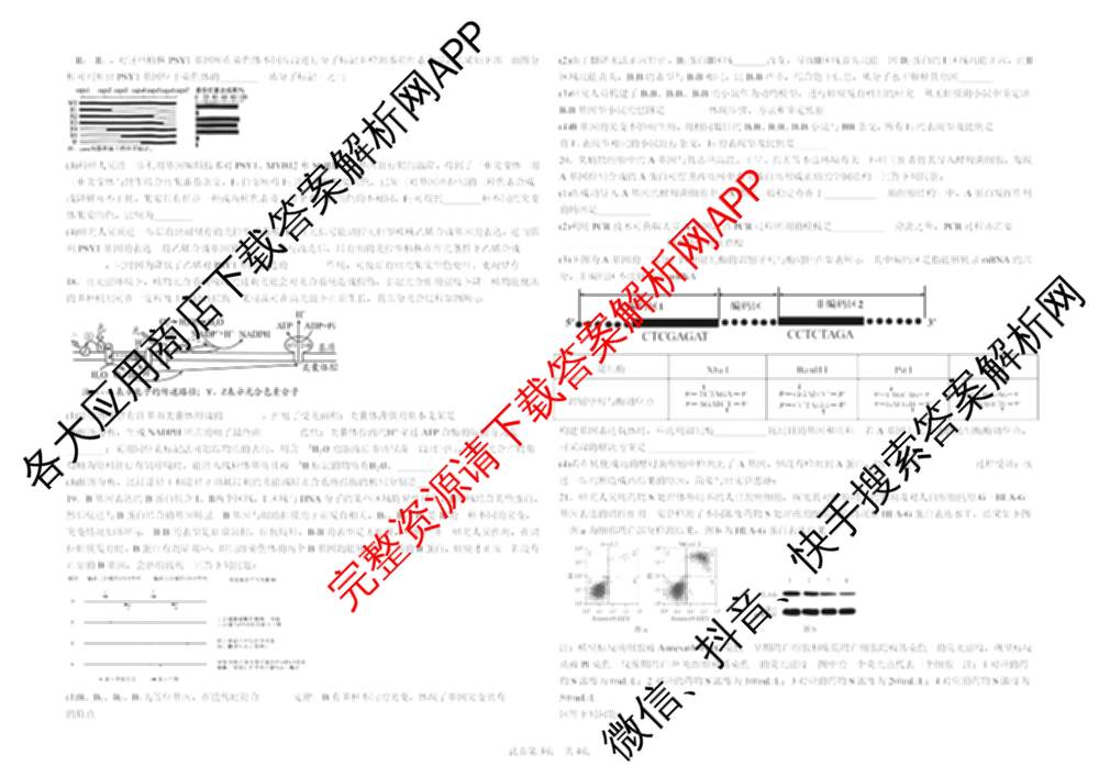 陕西校联2026届第二次模拟测试高三(4.2)试卷及答案汇总（含化学、地理、英语等9份）生物试题