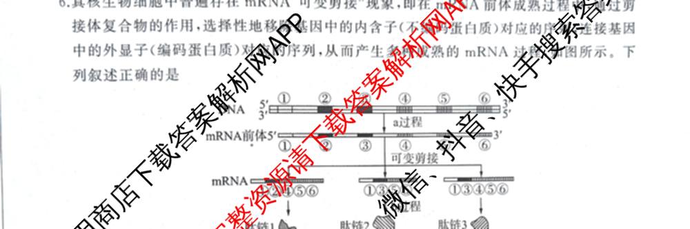 河北省2025-2026学年第一学期高三年级检测题各科答案及试卷（含生物 历史 英语等）生物试题