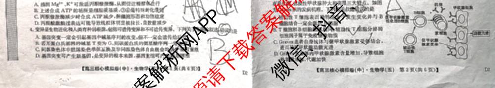 九师联盟2024~2025学年高三核心模拟卷(中)(五)5各科答案及试卷（含地理(HB) 物理(D1) 生物(D1)等）生物试题