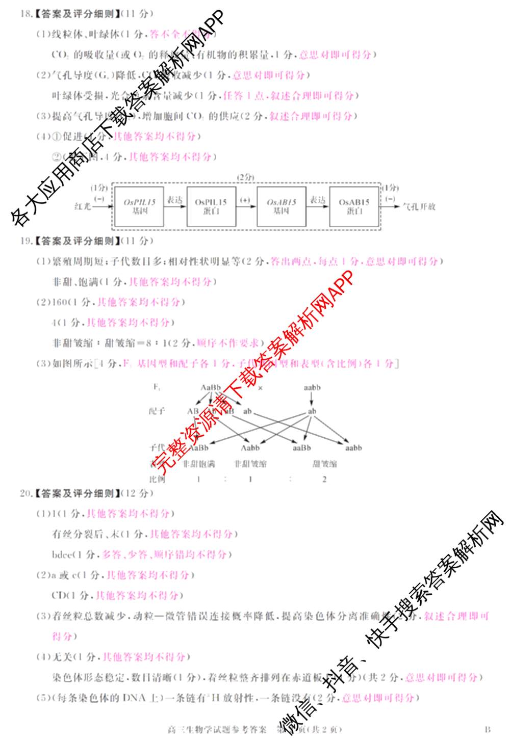 华师联盟2027届高三9月开学质量检测各科答案及试卷（含数学、化学(B)、日语等10份）生物答案
