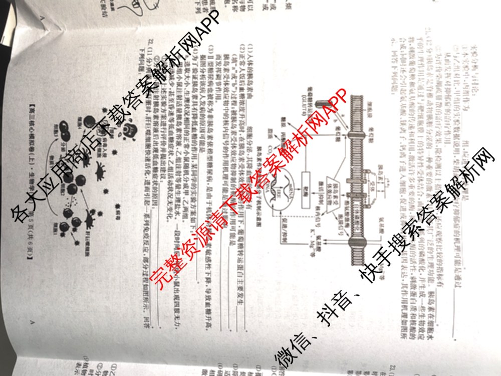 九师联盟2024~2025学年高三核心模拟卷(上)(四)4（18科全）生物试题