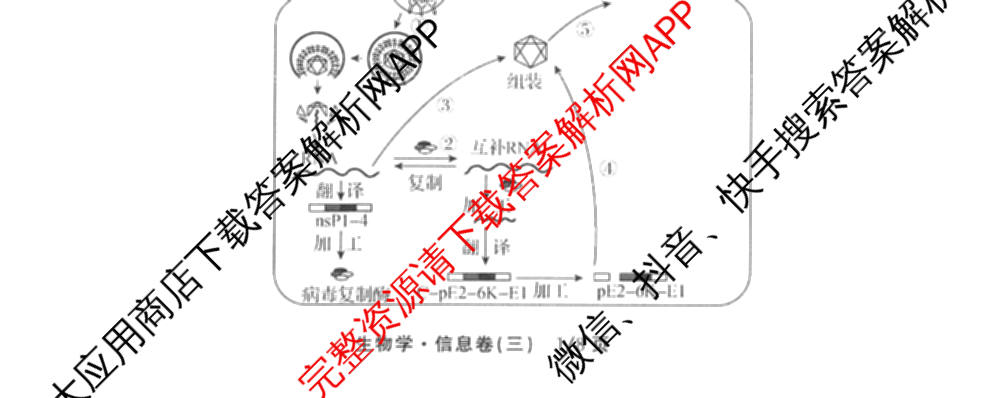 天舟高考衡中同卷2026年普通高等学校招生全国统一考试模拟信息卷(三)3试卷及答案汇总(已更新地理(WY)、数学(无字母)、文综(新疆版)等35份)生物试题
