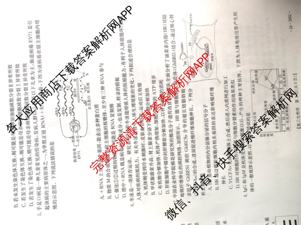 邯郸市2024届高三年级第四次调研考试(24-385C)各科答案及试卷: 含语文、化学、英语试卷解析生物试题