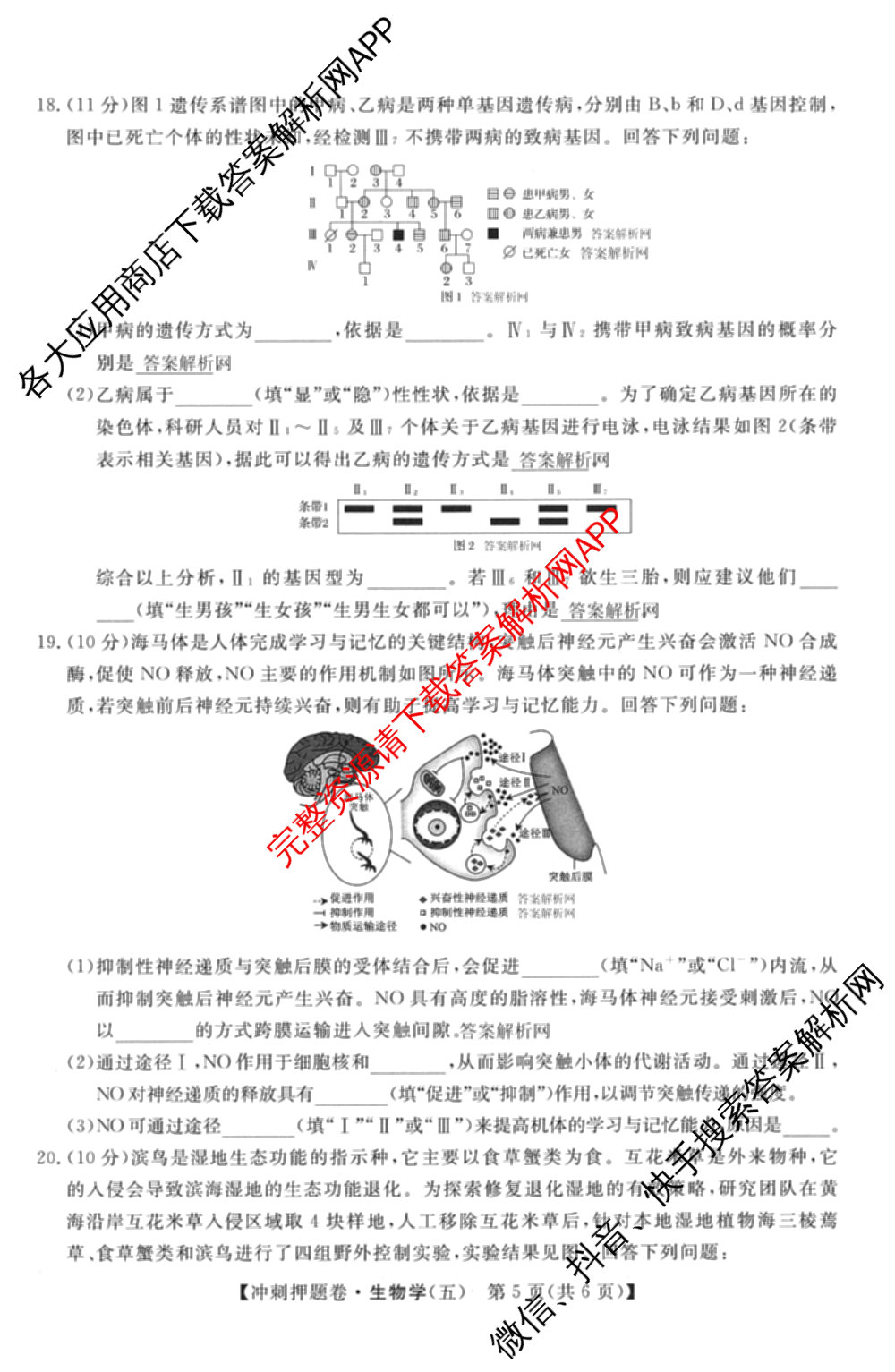 2026普通高等学校招生全国统一考试冲刺押题卷(五)5试卷及答案汇总: 含物理、数学(B)、生物(AC)试卷解析生物试题