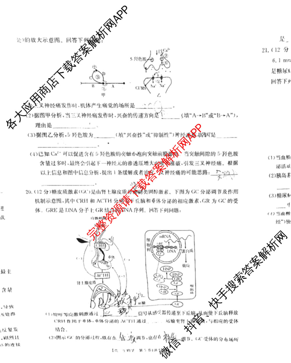 贵州2024-2025高二11月联考(11.9-10)各科答案及试卷(已更新语文 数学(B1) 数学(B2)等10份)生物试题