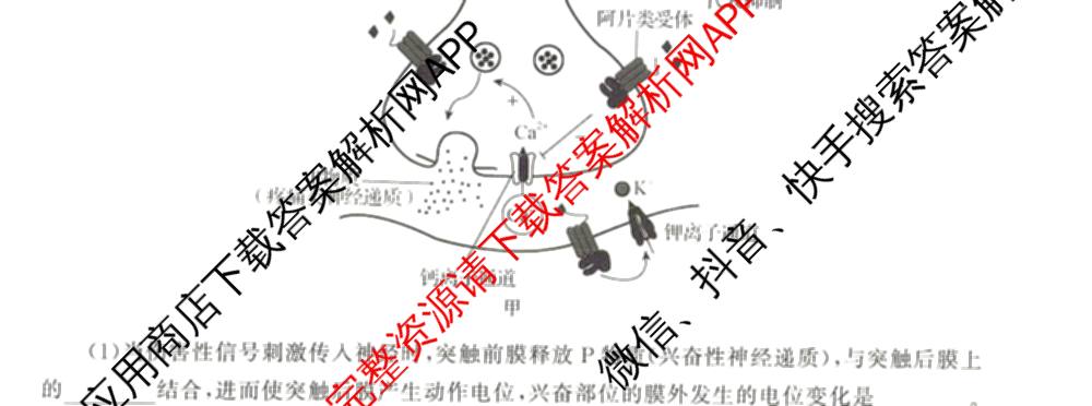 天舟高考衡中同卷2026年普通高等学校招生全国统一考试模拟信息卷(一)1各科答案及试卷（含化学(山东版) 历史(HJ) 生物(DS)等）生物试题